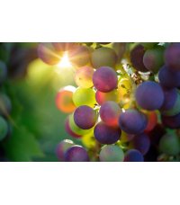 Natural Grapes-A-Lot by Bulldog